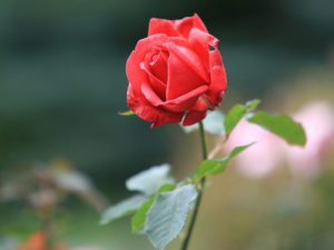 Rote Rose in einer Nahaufnahme